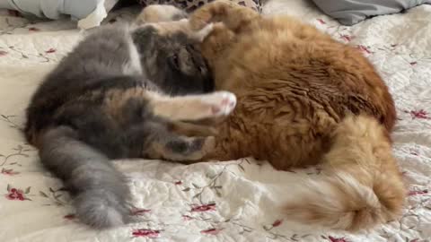 Cats playing on bed!