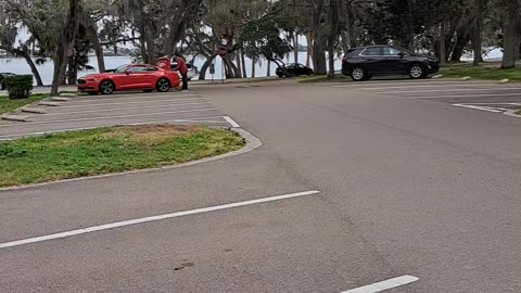 Invaders are taking over! We must stop them. Safety Harbor, Fl 2/15/24