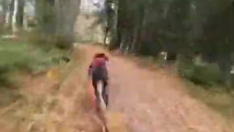 Crazy fast dog pulls woman on bike!