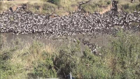 :23 A huge number of wildebeests move across the Mara Stream (Kenya) 20180802