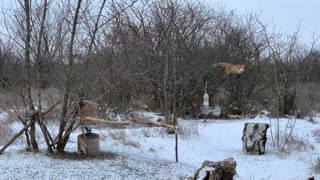 Fox Caught Red Handed Stealing Bird Snacks