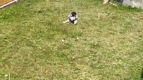 Husky Throws a Temper Tantrum When Barred From Entering House