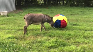Donkey Bewildered by New Ball