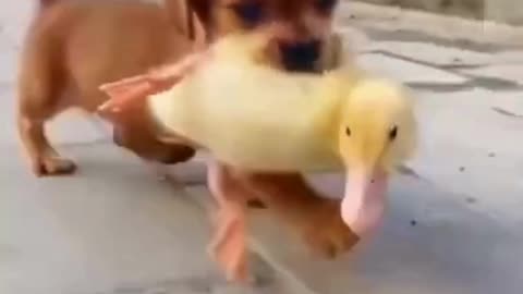 little cute dog with duck , funny animal shorts