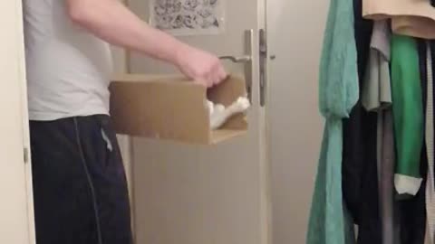 Funny Pets Video - Cat jumping in & out cardboard box