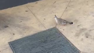 Native Australian Pigeon