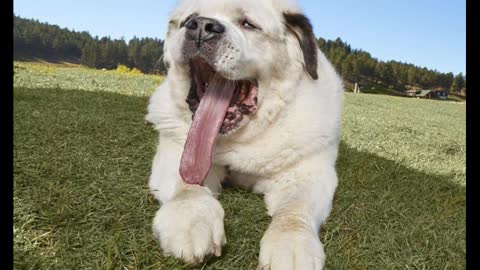 Dog’s giant 7ins tongue is the longest in the world.