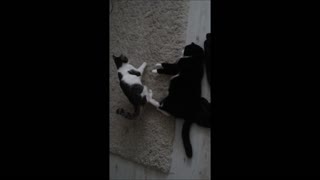 A small cat attacks a large