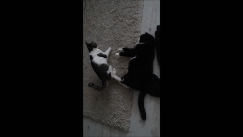 A small cat attacks a large