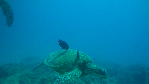 Honu Car Wash