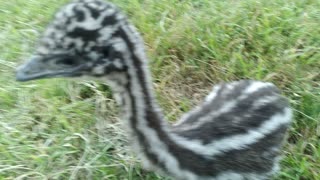 Emus playing outside