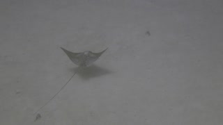 Eagle Ray spotted below us at 100 ft (Oct 2019 SCUBA trip to Bonaire N.A.)