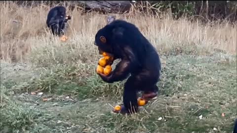 Skilled Chimp Carries A Dozen Of Oranges At Once With Ease
