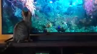 Kitten attacking Virtual Fish Tank