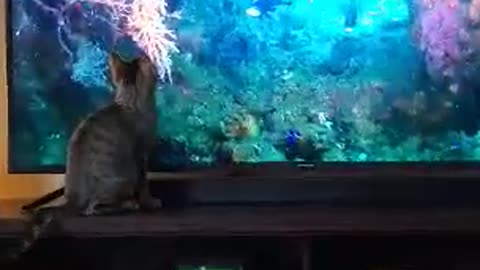 Kitten attacking Virtual Fish Tank