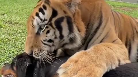 Look at this Dog & Tiger Friendship