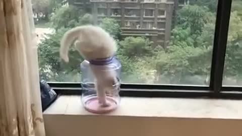 funny cat making thanks in different places