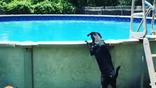 Watch this dog jump into a pool in epic slow motion
