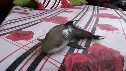 funny baby shark263