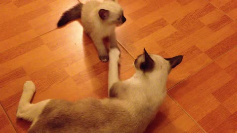 A cute kitten plays with mother cat