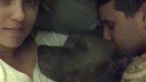 Waking up next to a pitbull