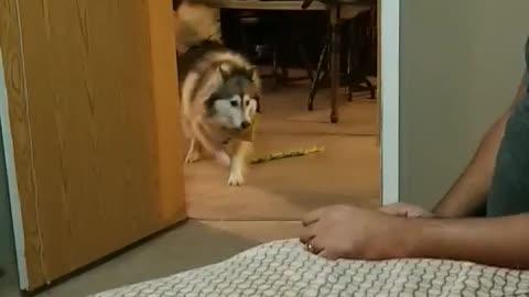 Husky play in fast forward mode
