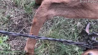 Elk Calf Freed From Fence