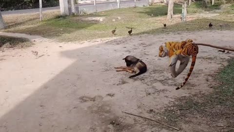 Fake Tiger Prank Dog So Funny Try To Stop Laugh