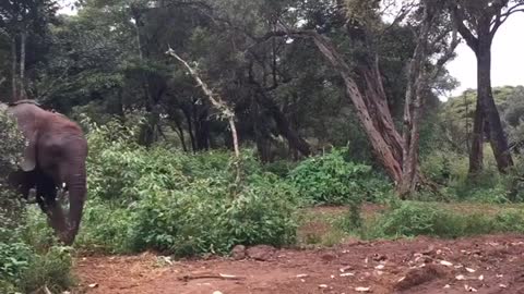 Big bull elephant walking towards its baby during a terrifying close encounter