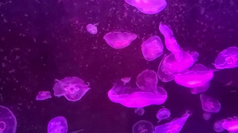 The jellyfish in the aquarium are floating.