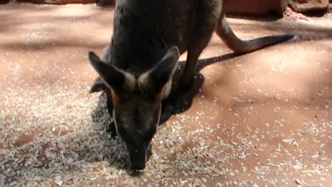 Kangaroos in Australia