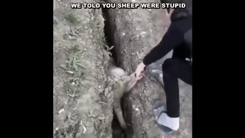 Are you a sheep
