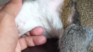 Sleepy Squirrel Dozes Off in Owner's Hand