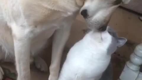 Gentle dog gives cat big fat kiss
