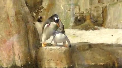 cheating penguin got smash!!