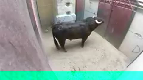 Very dangerous Bulls fight vídeo: best animal fights