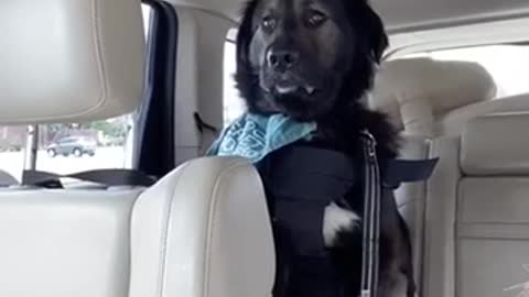 Service dog tries not to fall asleep while on the job