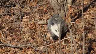 Opossum Out Behind The Barn