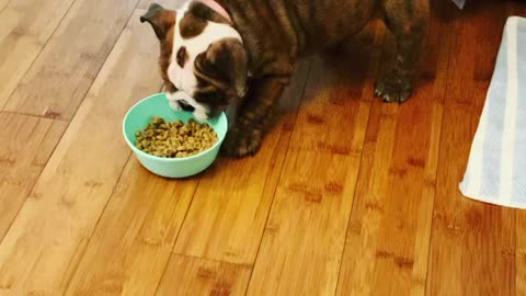 Molly the bulldog feeds herself breakfast