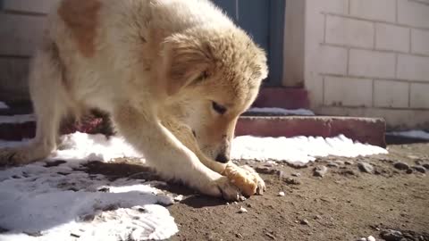 Killing of dogs in Spiti, Himachal Pradesh | Dogs of Spiti - A Hindi short film