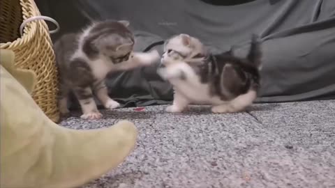 Baby cats funny cat video