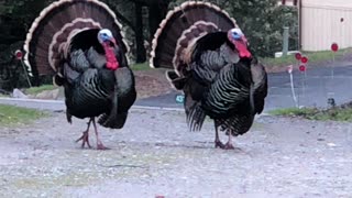 Modeling turkeys before Thanksgiving?