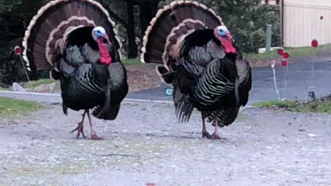 Modeling turkeys before Thanksgiving?