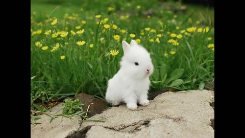 The cutest bunnies in the world