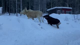 White Moose Walking in the Snow