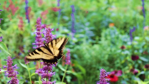 Praise God! Beautiful Tiger Swallowtail Butterfly on Purple Flowers - Growing in the Garden with God