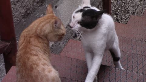 Two Cats standing near to each other | Cutie cats
