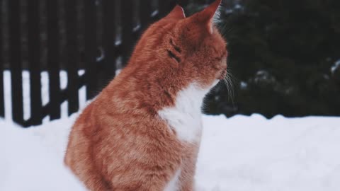 Cute cat turning its face🐱🐈