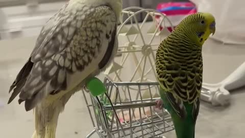 Me and my bird go for shopping.