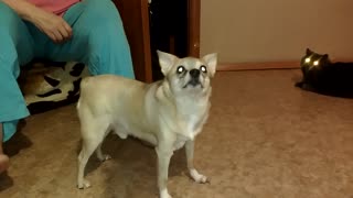 Cat fooling around with the dog, how good is their friendship with each other